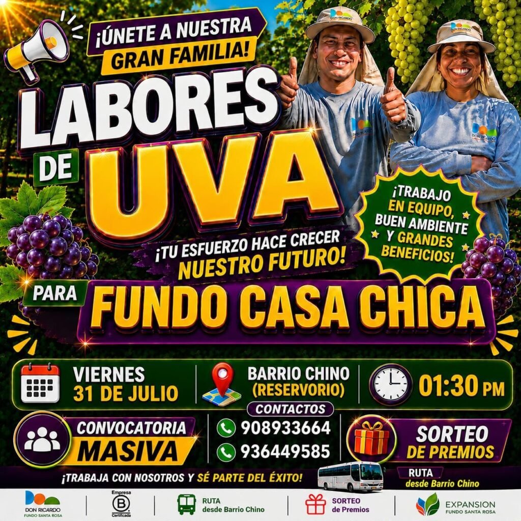Labores de Uva en Fundo Casa Chica, Agricola Don Ricardo - Imagen 1