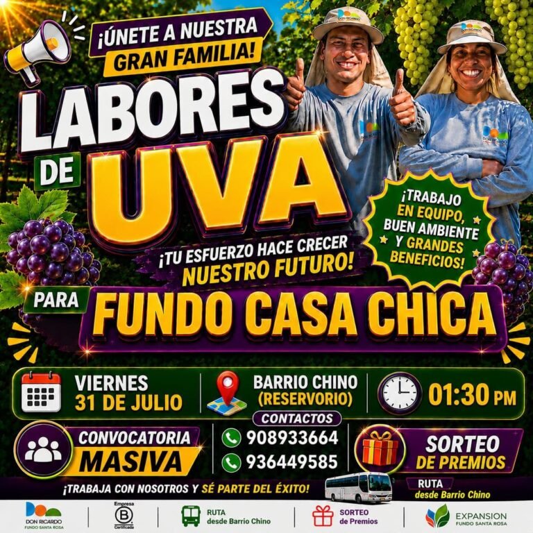 Labores de Uva en Fundo Casa Chica, Agricola Don Ricardo