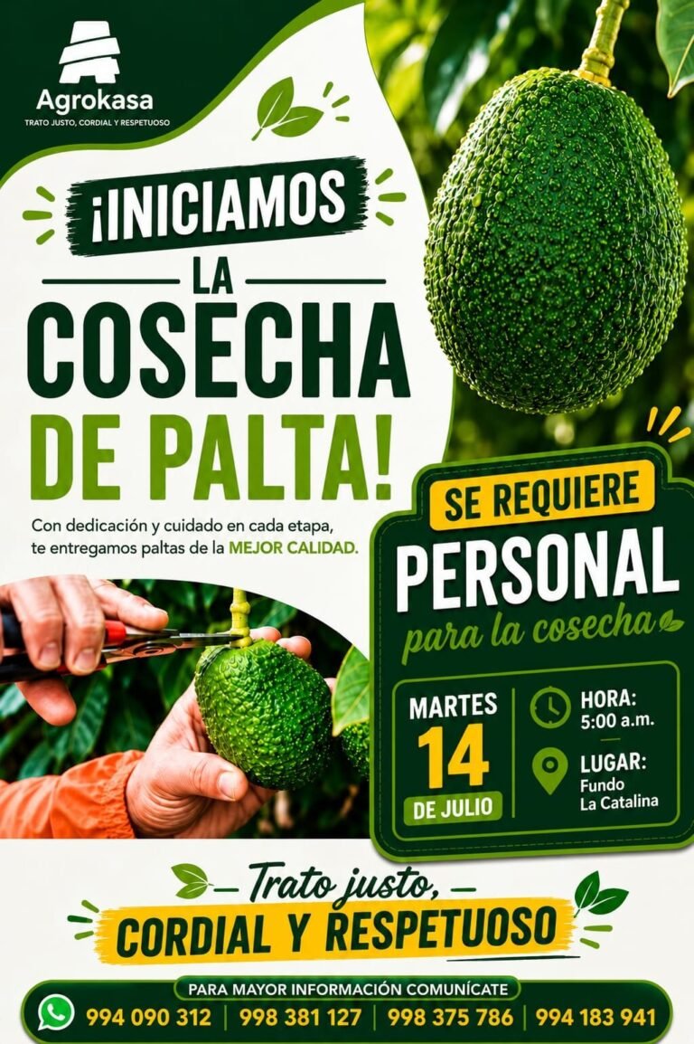 Personal Masculino para cosecha de palta en Agrokasa
