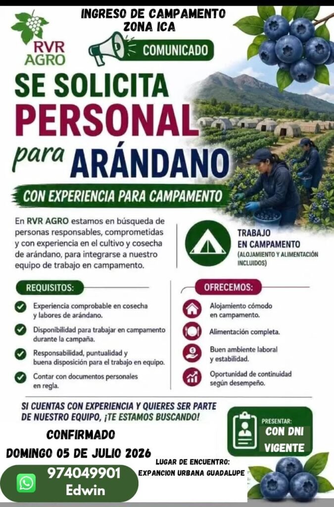 Cosechador de Arándano en Campamento de Ica – RVR AGRO