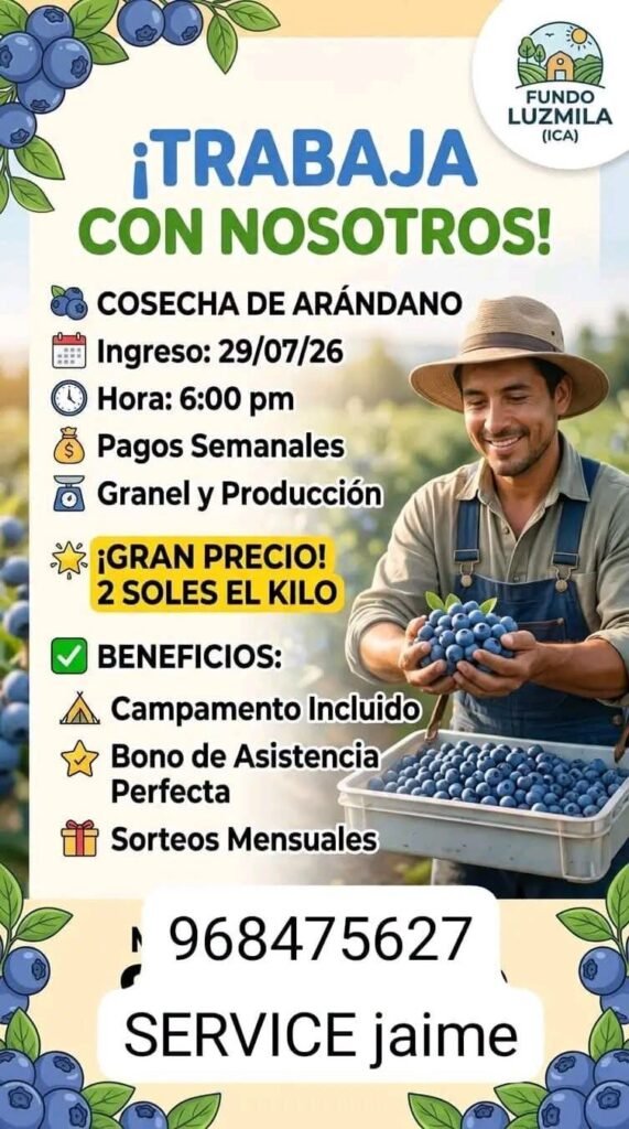 Cosechadores de Arándano en RVR agro - Imagen 1