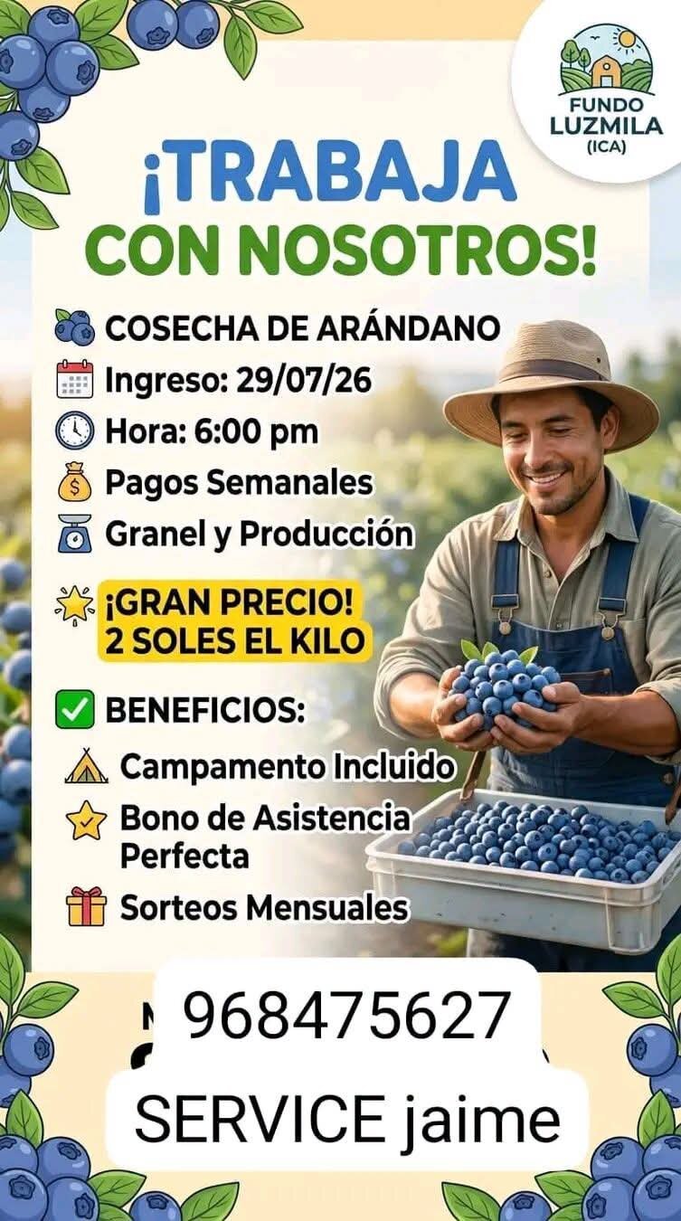 Cosechadores de Arándano en RVR agro