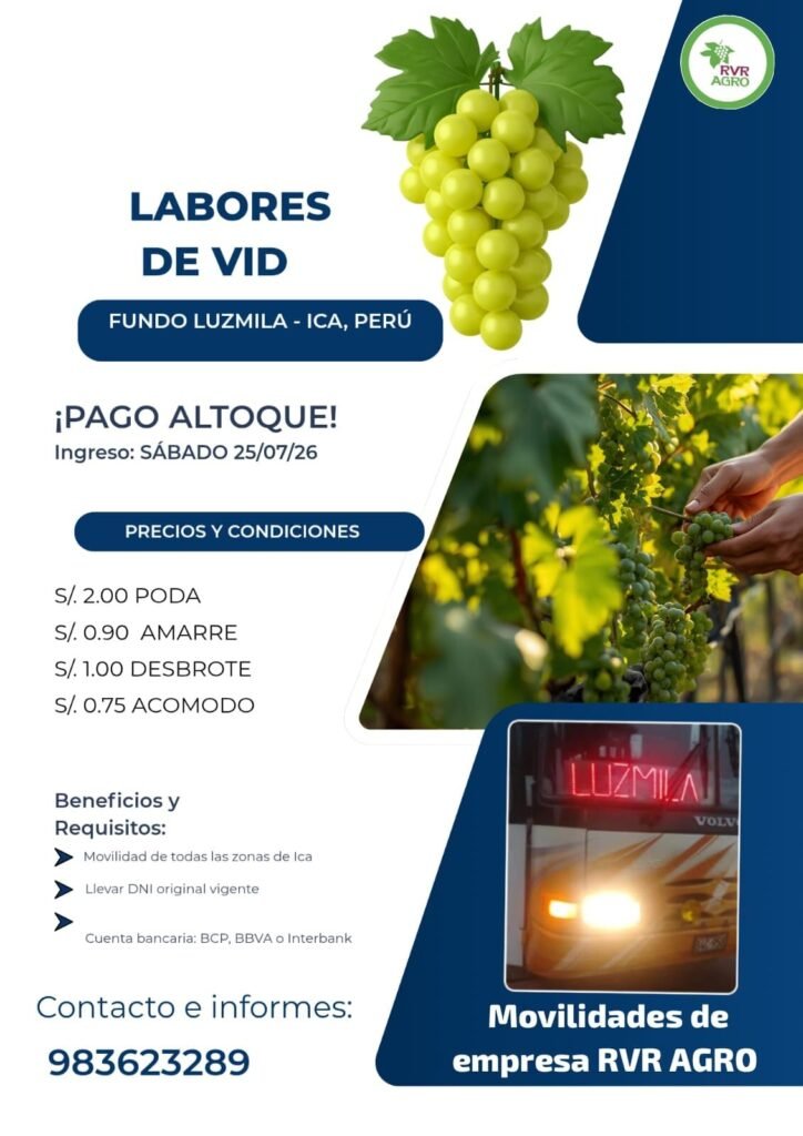 Trabajos de Campo en Labores de uva en RVR agro