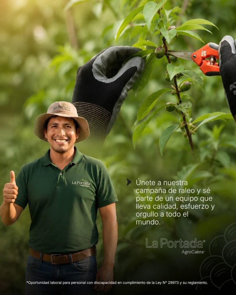 Campaña de raleo de uva en la portada AGROCALERA, Ica Perú - Imagen 2