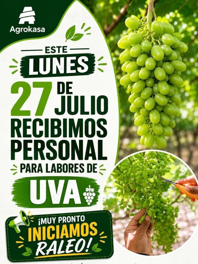 Personal para labores de Uva en el fundo Catalina – Agrokasa