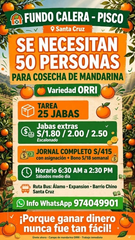 Cosechadores de Mandarinas Fundo la calera - Imagen 1
