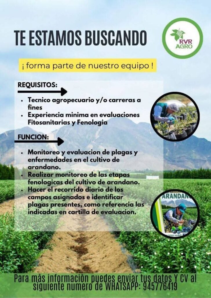 Técnico Agropecuario para Evaluación de Cultivos de Arándano en Ica - Imagen 1