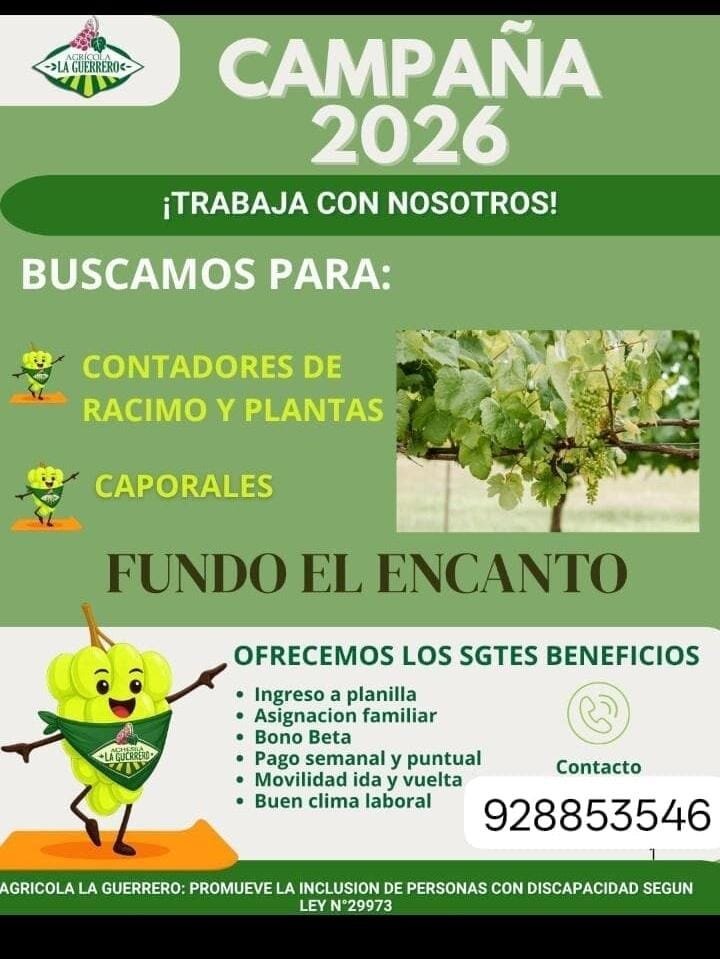 Contadores de Racimo y Plantas en Fundo El Encanto, Ica