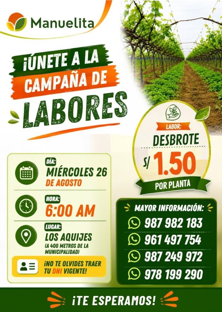 Desbrote de uva en los Manuelita Ica