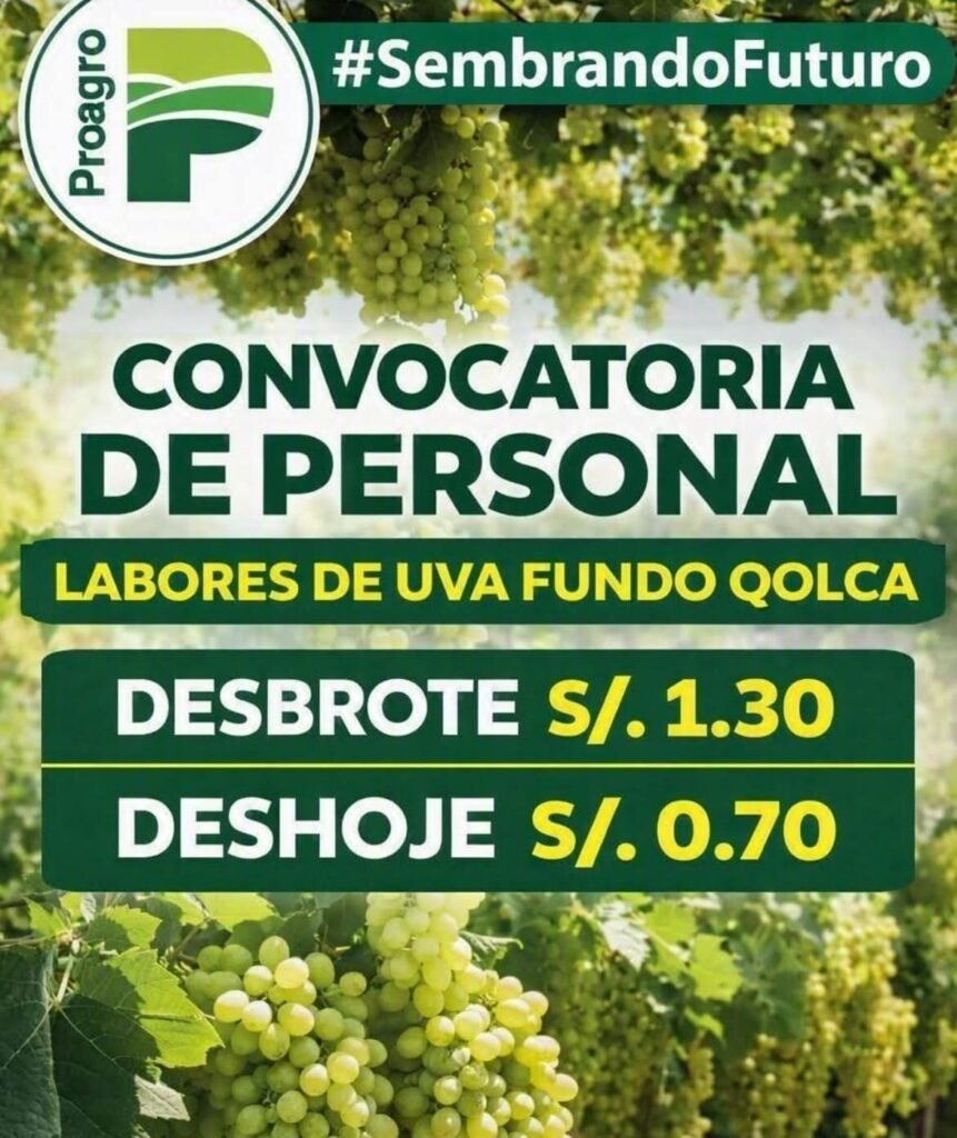 Trabajo en uva Ica | Proagro solicita personal para desbrote, deshoje y penduleo - Imagen 2