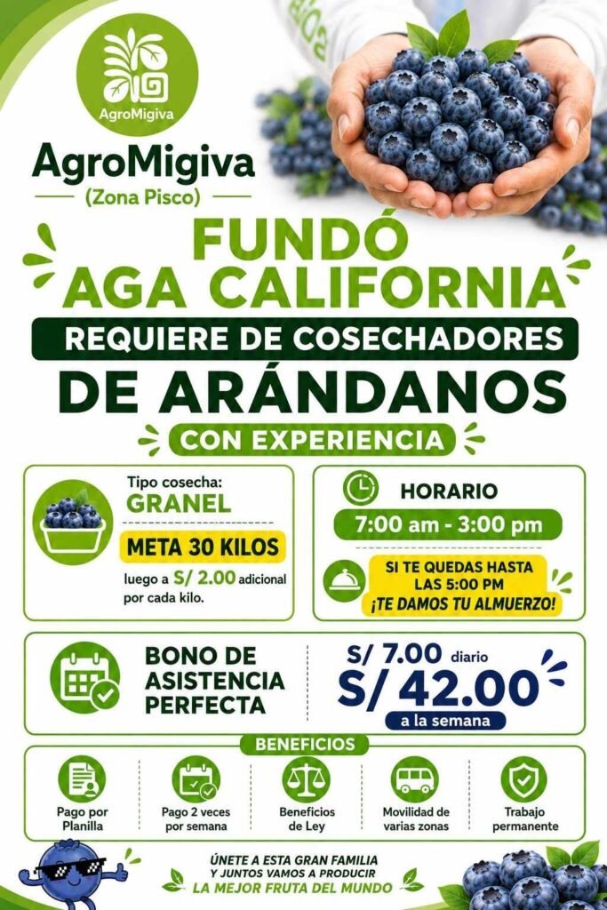 Hay Campamento en cosecha de arandanos – Agromigiva