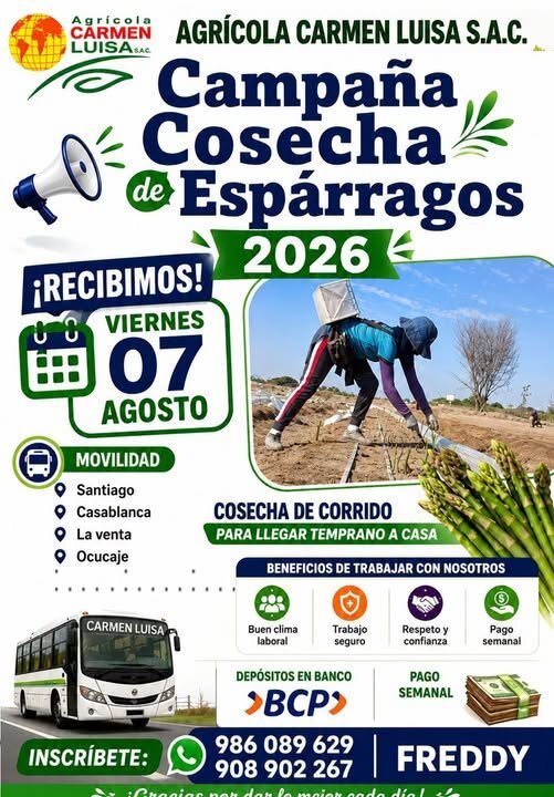Campaña Cosecha de Espárragos 2026 en Agricola Carmen Luisa S.A.C