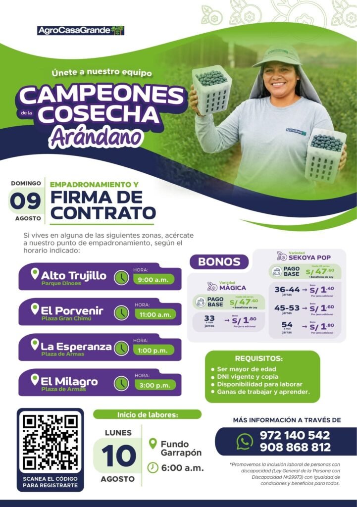 cosecha de arándano en Agrokasa Grande