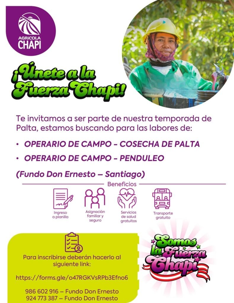 Trabajo en fundos ica | Agrícola Chapi Fundo Don Ernesto | Cosecha de Palta y Uva