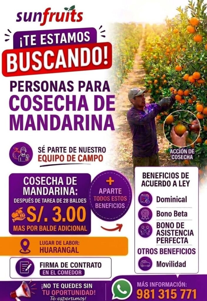 Trabajo en Cosecha de Mandarina – Sunfruits