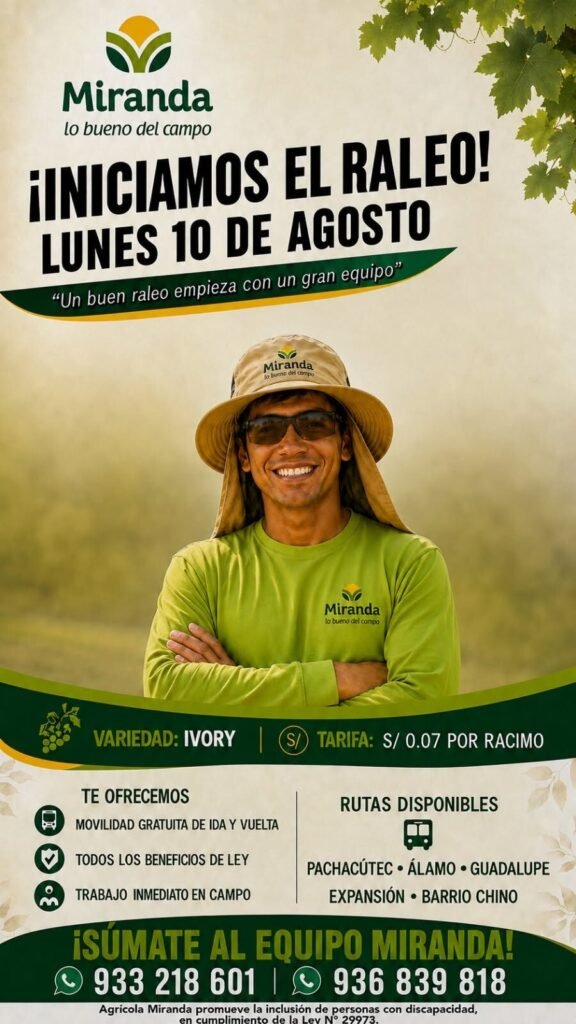 Campaña de raleo de uva en Agricola Miranda - Imagen 1