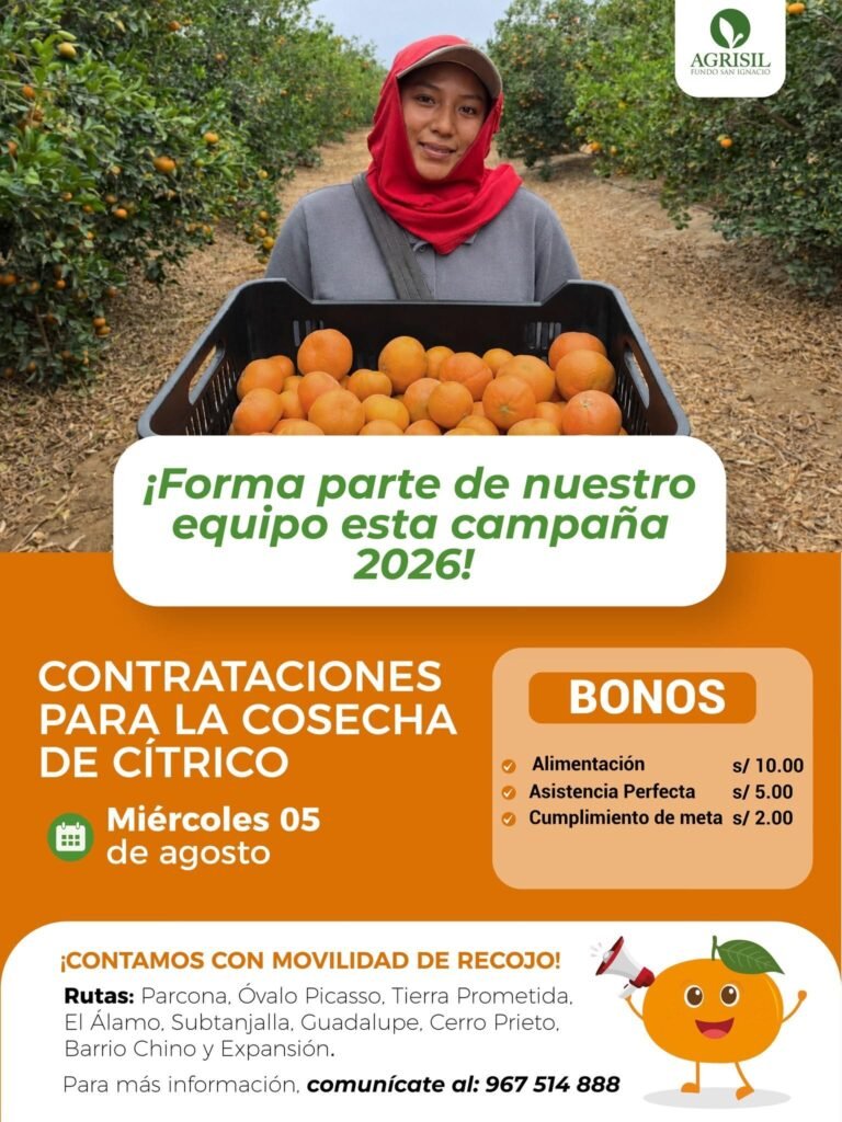 Cosecha de citricos para Agrisil el miercoles 5 de agosto