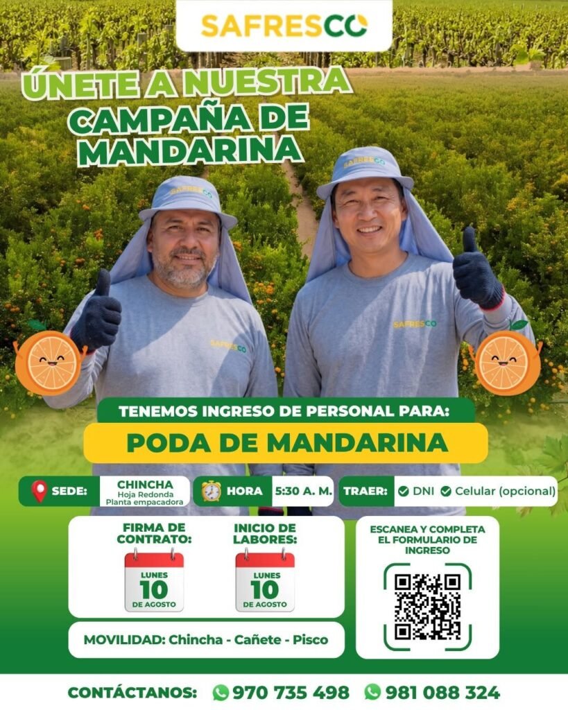 Campaña de mandarina en Safresco Chincha