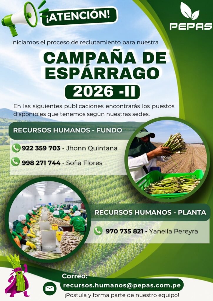 Campaña de Espárrago 2026-II: Convocatoria de Personal pepas tropicales - Imagen 3