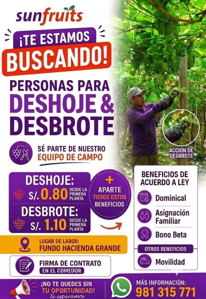 Trabajo Agrícola Ica en Sunfruits: Deshoje y Desbrote