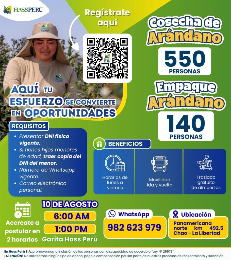 Hass Perú ofrece 690 vacantes para cosecha y empaque de arándanos en Chao - Imagen 2