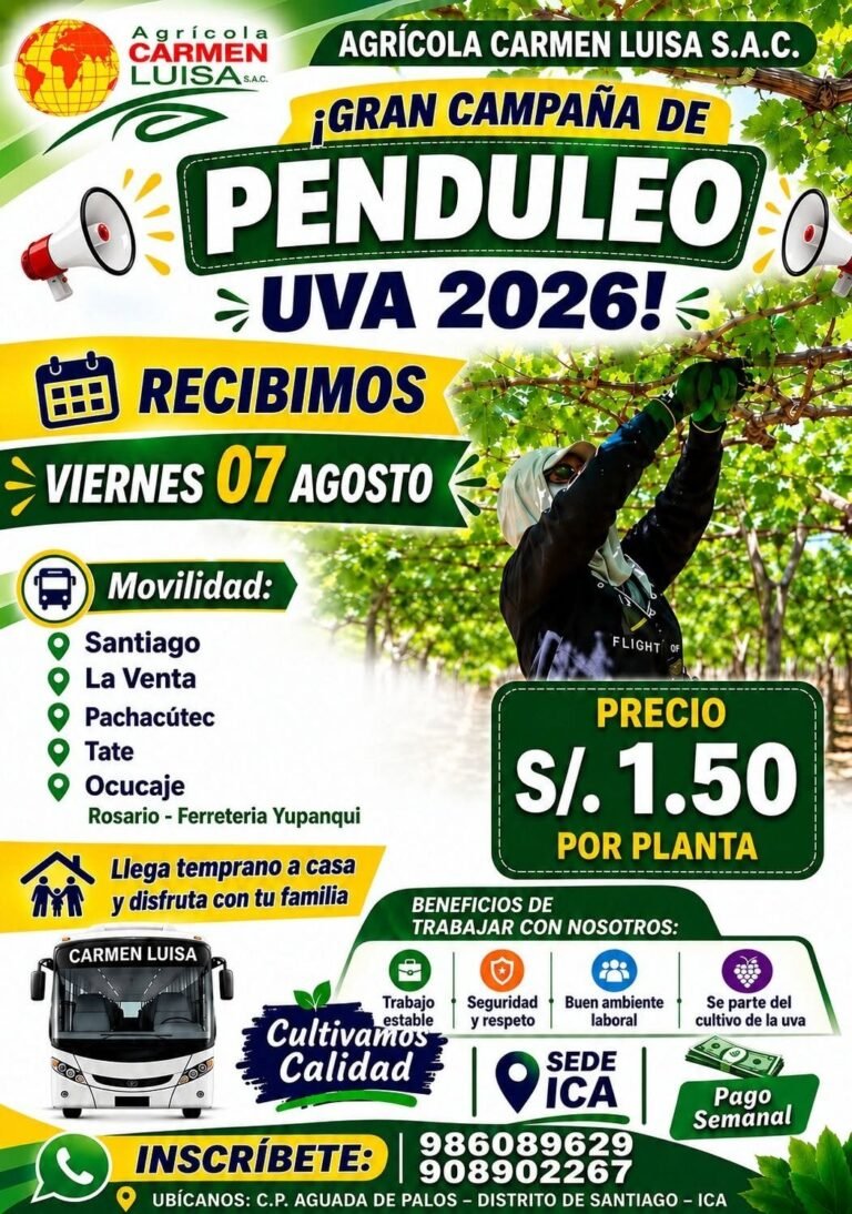 Gran Campaña de Penduleo Uva 2026 en Agricola Carmen Luisa Sac