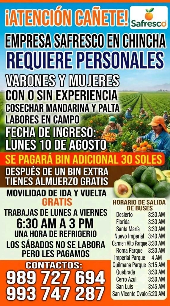 Safresco busca personal en Chincha para cosecha de mandarina y palta - Imagen 1