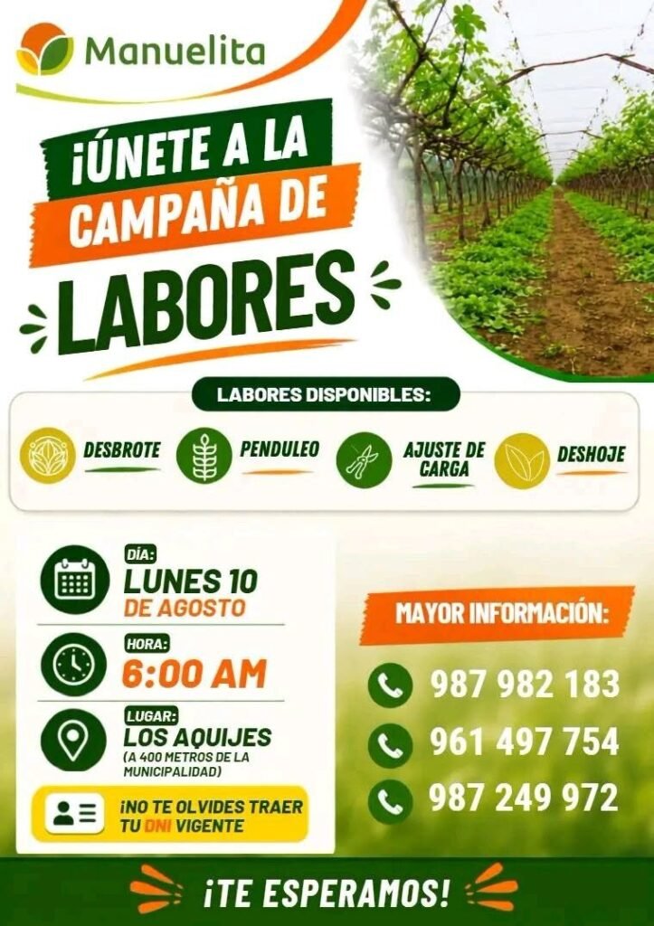 Manuelita en Ica convoca personal para incorporarse a su campaña de labores de uva