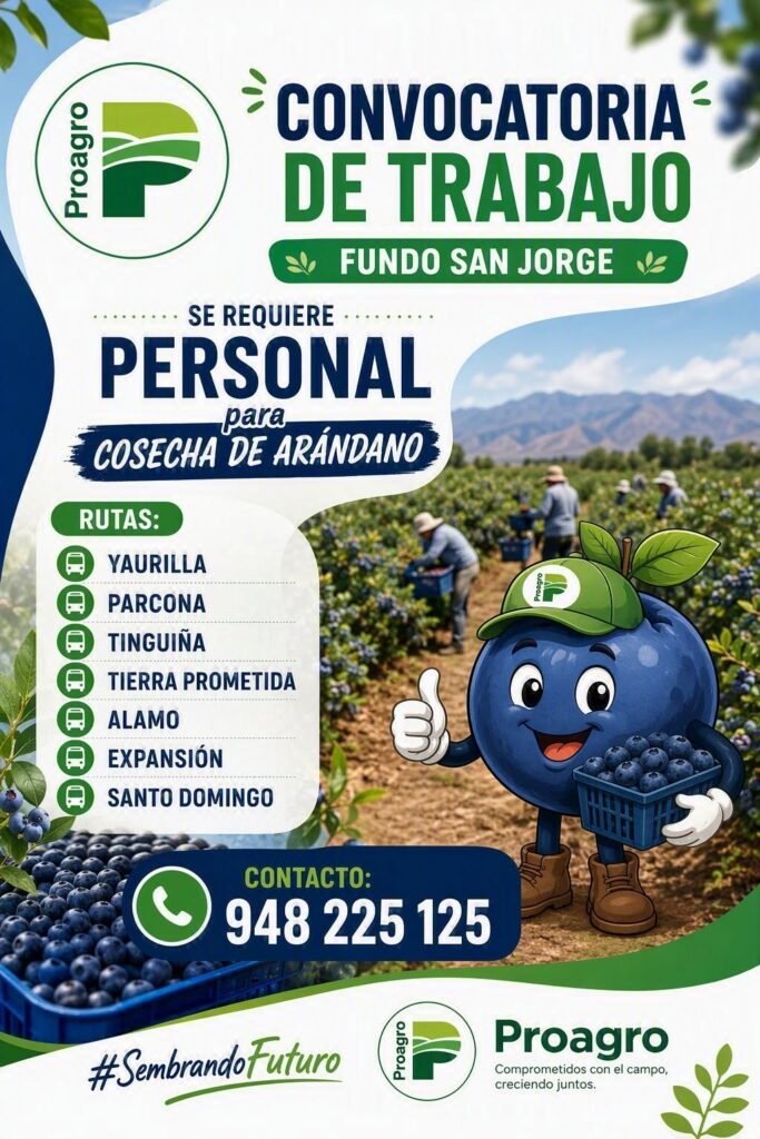 Fundo San Jorge requiere personal para Cosecha de Arándano