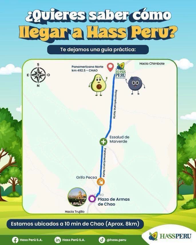 Hass Perú ofrece 690 vacantes para cosecha y empaque de arándanos en Chao