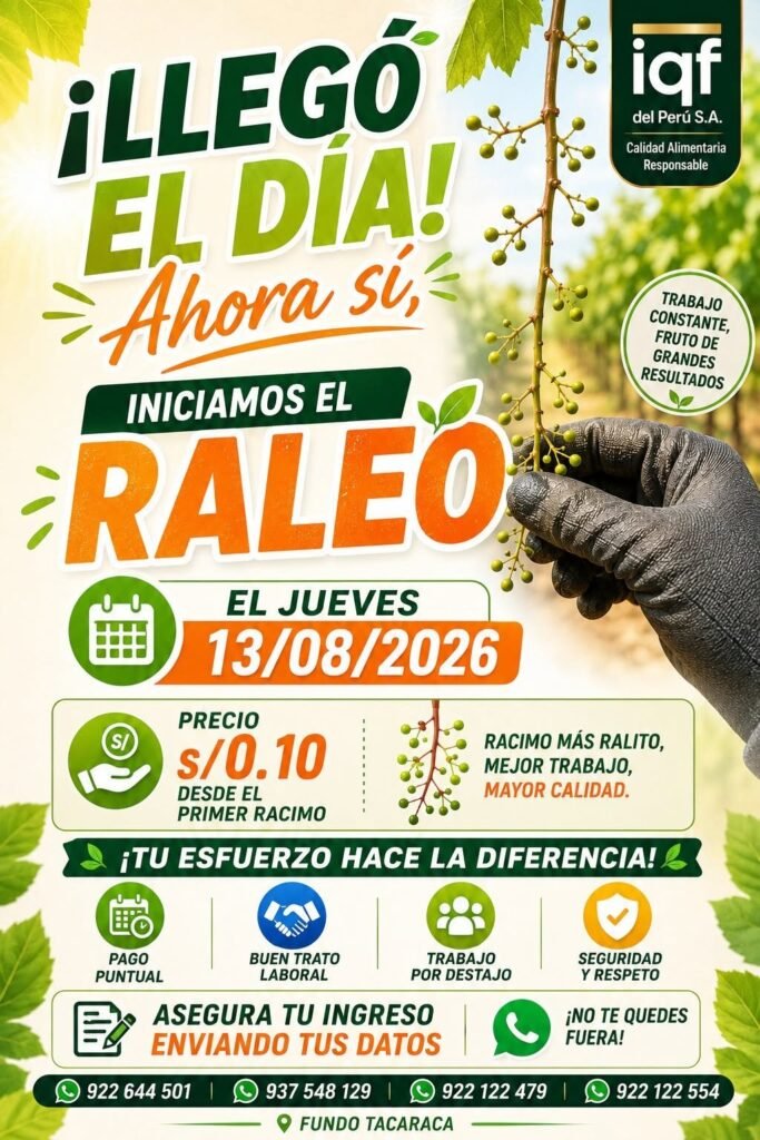 Raleo de uva en IQF DEL PERU