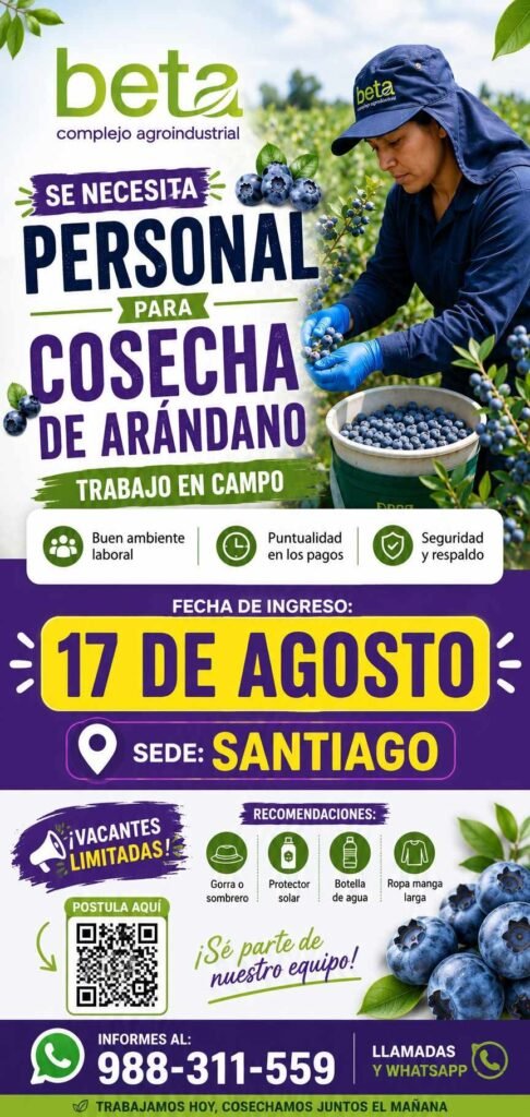 Cosechadores de arándanos en Complejo agroindustrial Beta