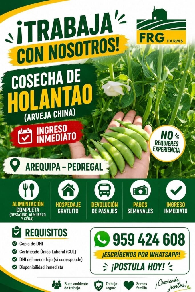 Cosecha de Holantao Arveja china