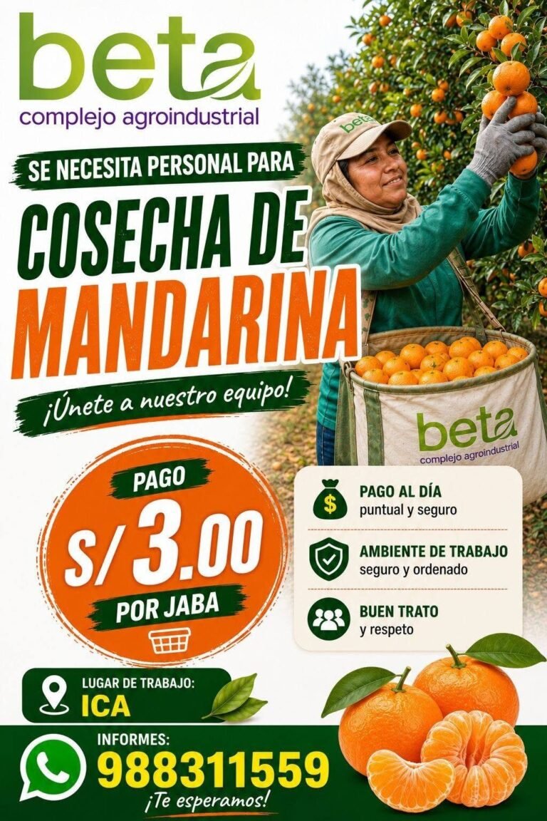 Cosechadores de mandarina en Beta