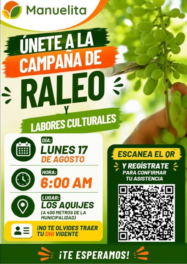 Campaña de raleo y labores culturales en Manuelita Ica