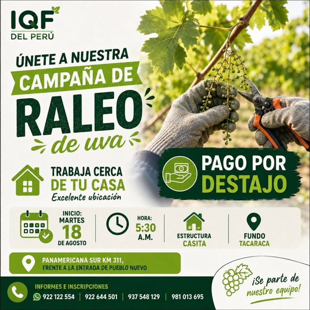 Trabajos en labores de uva IQF del Peru - Ica - Imagen 2
