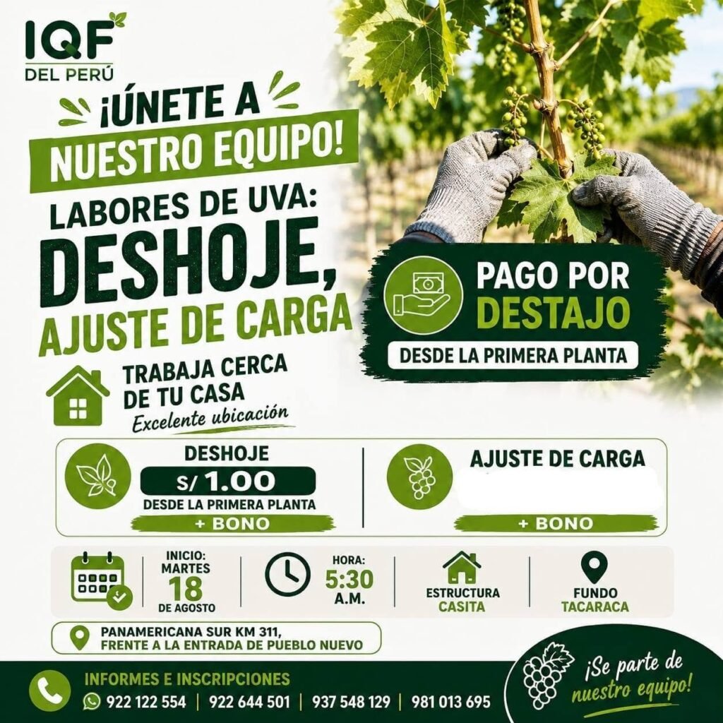 Trabajos en labores de uva IQF del Peru - Ica - Imagen 3
