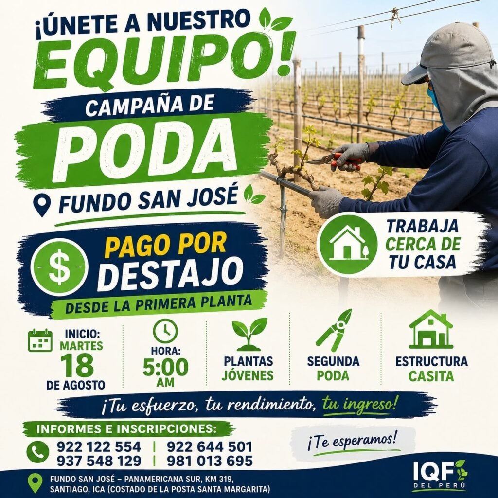 Trabajos en labores de uva IQF del Peru – Ica
