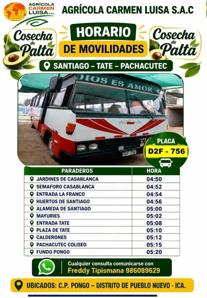 Cosechadores de palta en Agricola Carmen Luisa