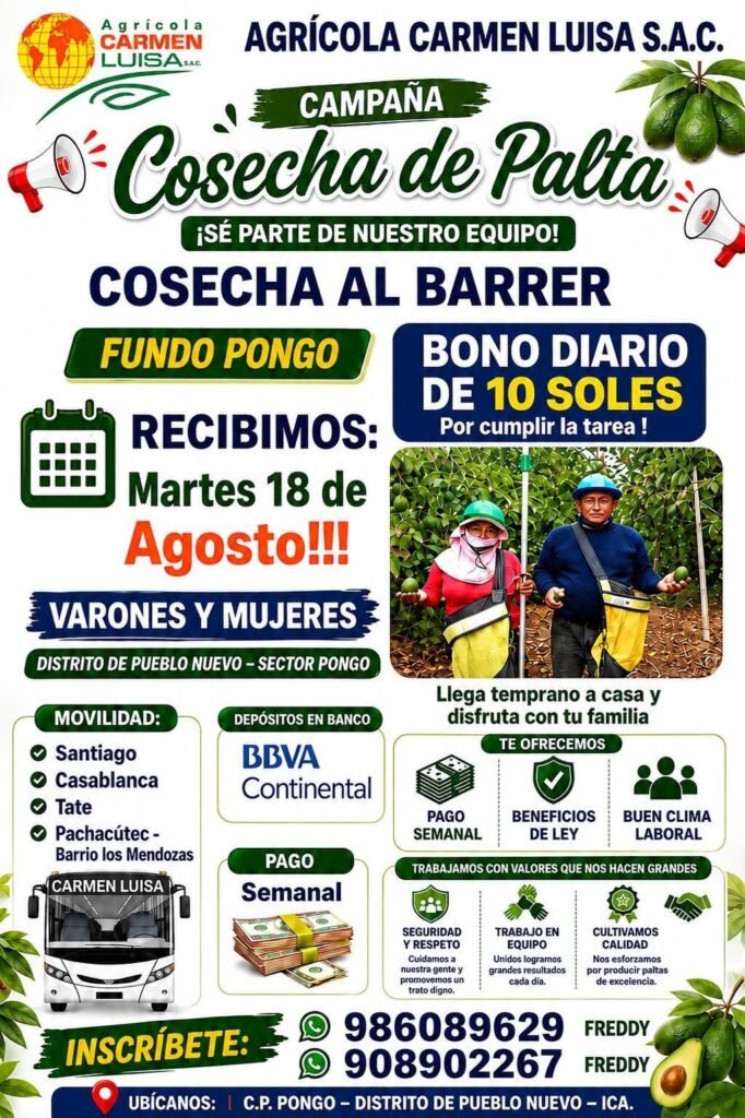 Cosechadores de palta en Agricola Carmen Luisa - Imagen 2