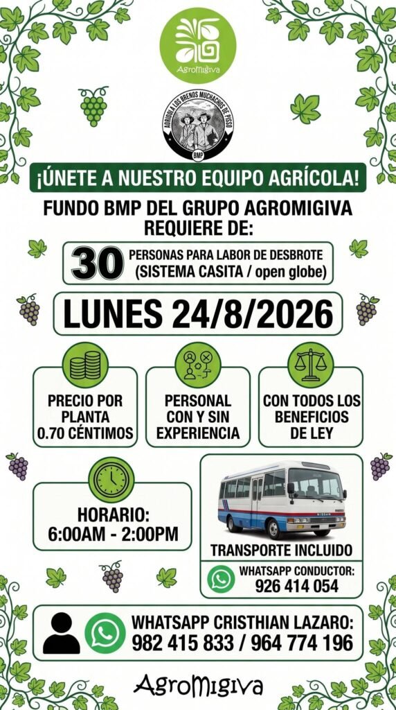 Labores de desbrote en Agromigiva en Pisco