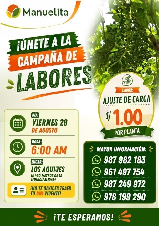 Campaña de labores de uva en Manuelita