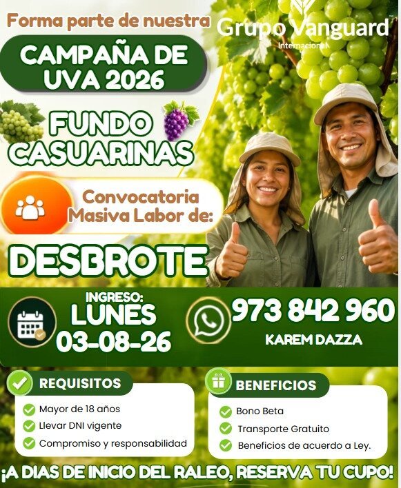 Campaña de desbrote de Uva 2026 en el Fundo Casuarinas Grupo Vanguard