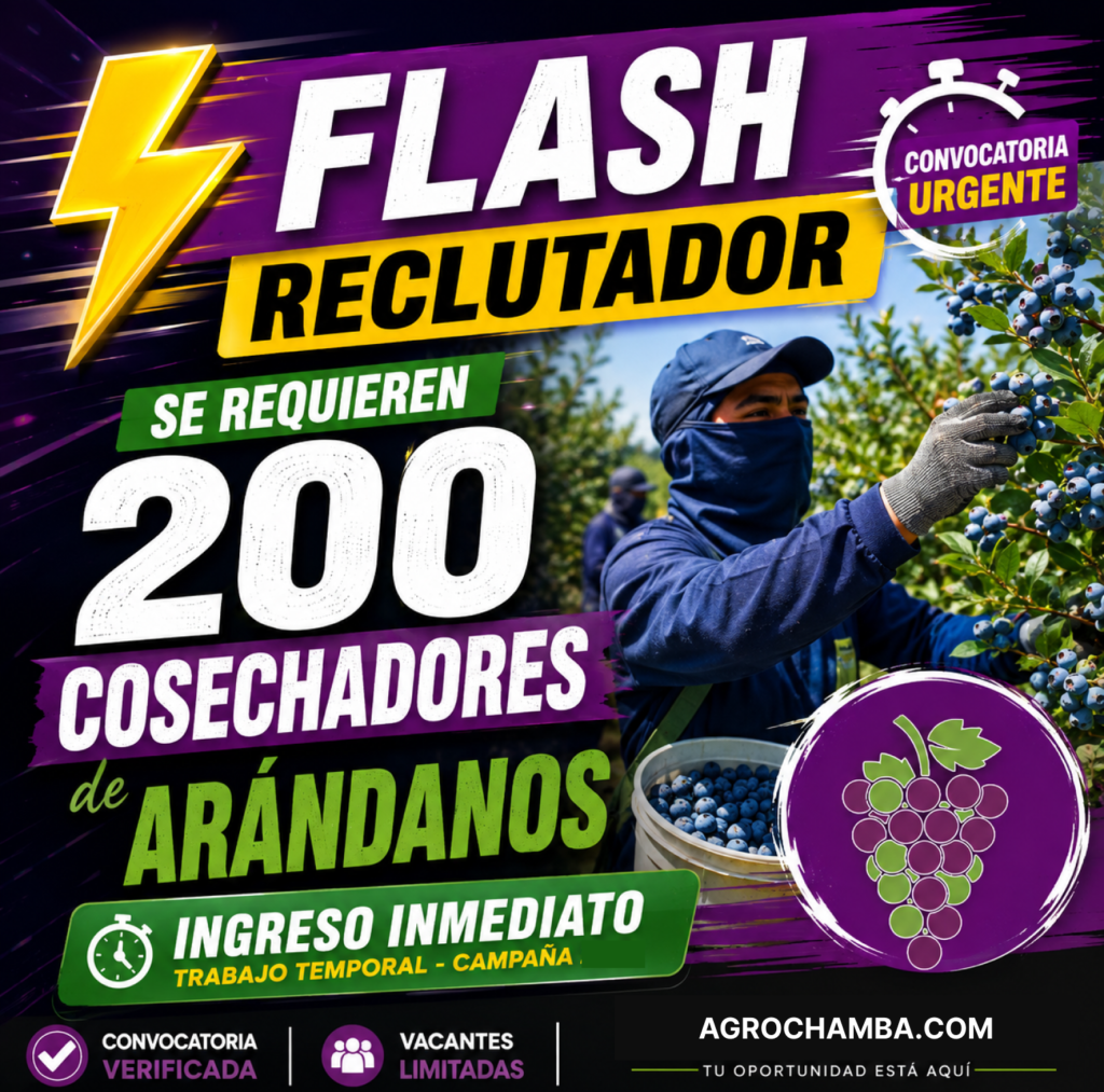 Se requiere 200 cosechadores de arándanos en Vanguard Internacional - Imagen 1