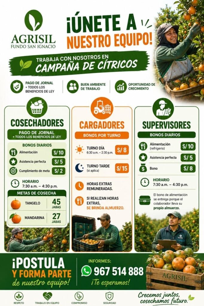 Trabajo cosecha de cítricos Ica | Agrisil Fundo San Ignacio | Mandarina y Tangelo