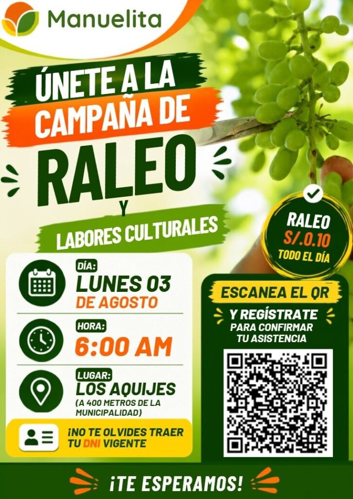 Trabajo de Raleo en Ica | Manuelita Frutas y Hortalizas – Fundo La Maestranza