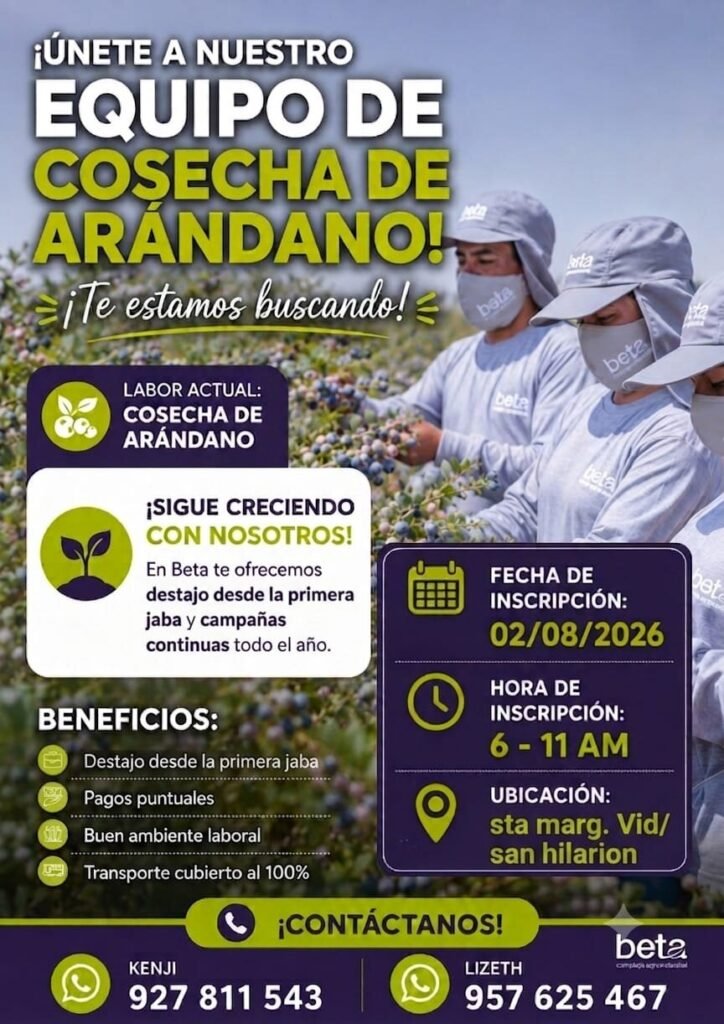 Trabajo de Cosecha de Arándano en Ica | Complejo Agroindustrial Beta