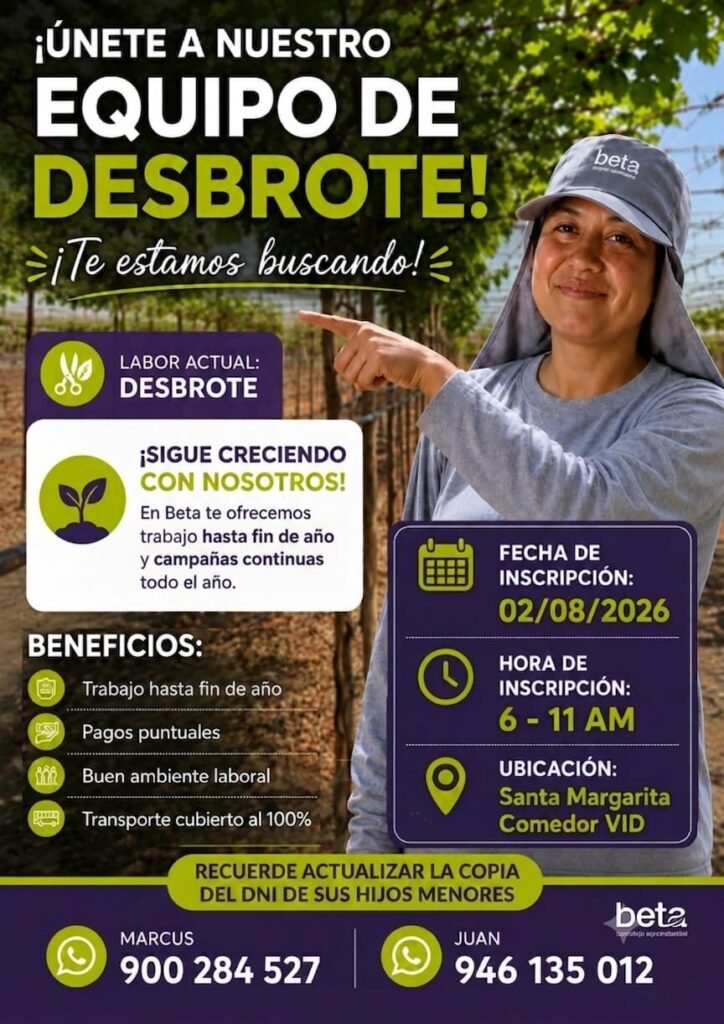 Trabajo de desbrote de uva en Ica Complejo Agroindustrial Beta