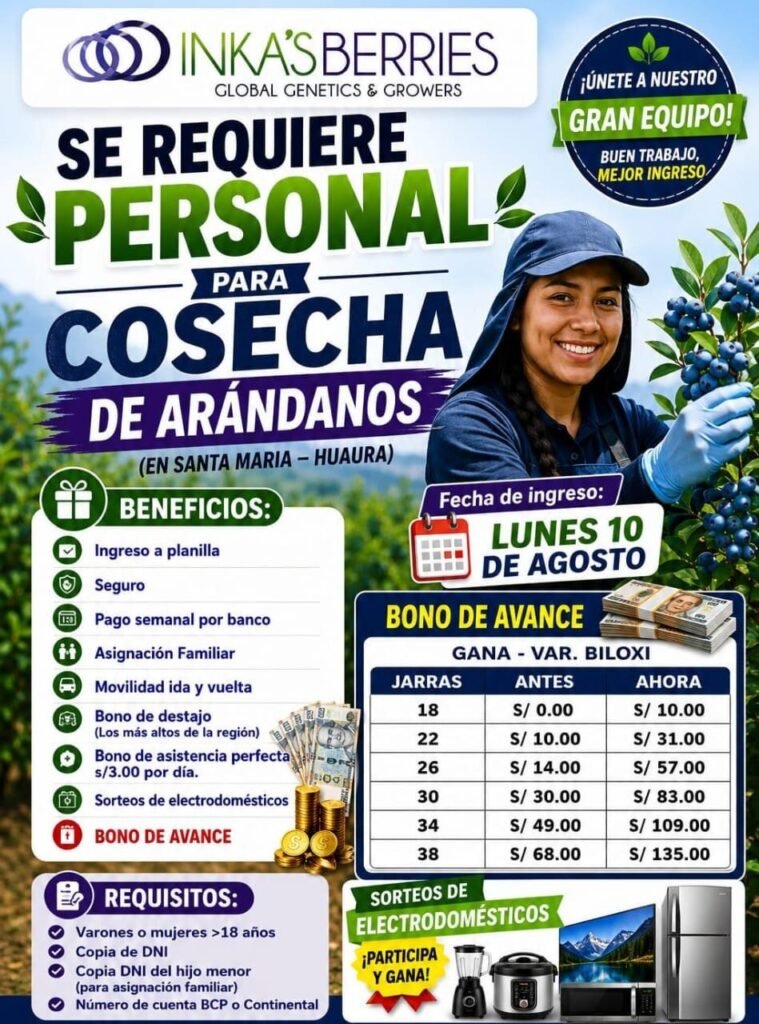 Para cosecha de arándanos en Santa María – Huaura