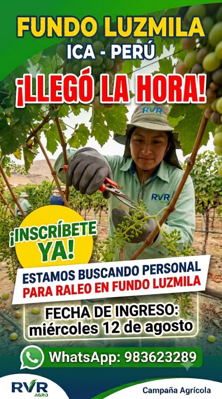 Campaña de raleo de uva en el Fundo Luzmila – RVR AGRO
